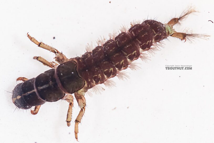 Arctopsyche grandis (Great Gray Spotted Sedge) Caddisfly Larva from the East Fork Big Lost River in Idaho