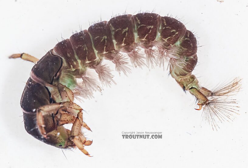 Arctopsyche grandis (Great Gray Spotted Sedge) Caddisfly Larva from the East Fork Big Lost River in Idaho