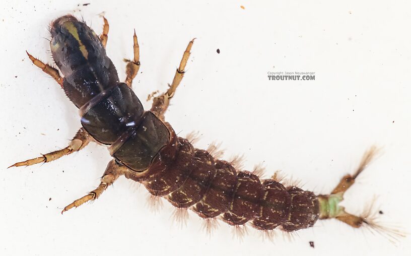 Arctopsyche grandis (Great Gray Spotted Sedge) Caddisfly Larva from the East Fork Big Lost River in Idaho