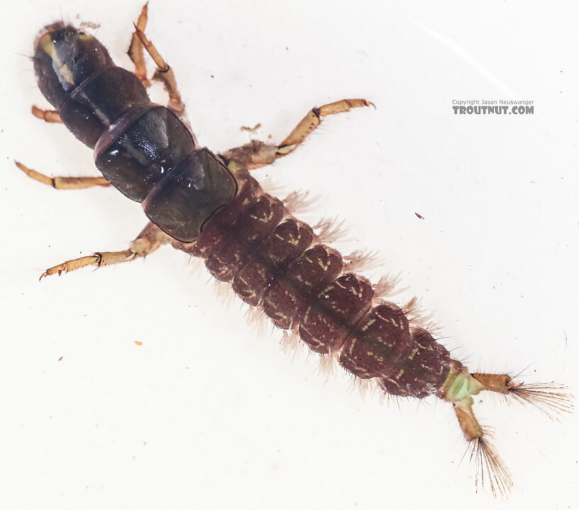 Arctopsyche grandis (Great Gray Spotted Sedge) Caddisfly Larva from the East Fork Big Lost River in Idaho