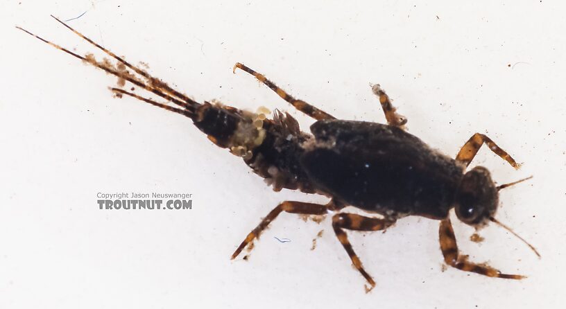 Attenella margarita (Little Western Blue-Winged Olive) Mayfly Nymph from the East Fork Big Lost River in Idaho