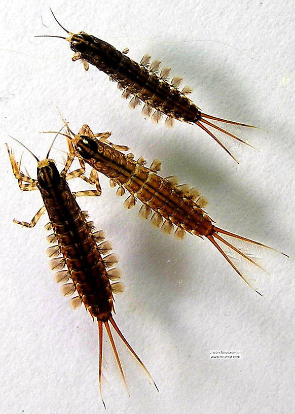 Isonychia bicolor (Mahogany Dun) Mayfly Nymph from the Namekagon River in Wisconsin