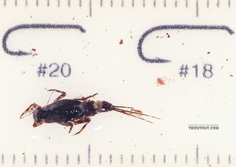 Attenella margarita (Little Western Blue-Winged Olive) Mayfly Nymph from the East Fork Big Lost River in Idaho