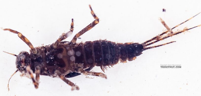 Attenella margarita (Little Western Blue-Winged Olive) Mayfly Nymph from the East Fork Big Lost River in Idaho