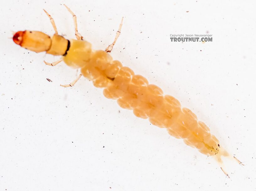 Dolophilodes (Medium Evening Sedges) Caddisfly Larva from the East Fork Big Lost River in Idaho