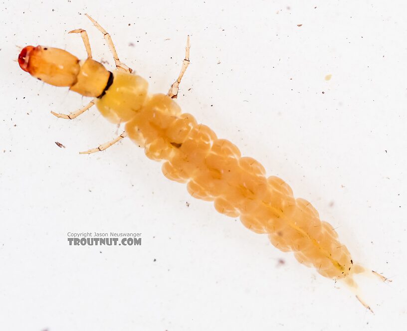 Dolophilodes (Medium Evening Sedges) Caddisfly Larva from the East Fork Big Lost River in Idaho