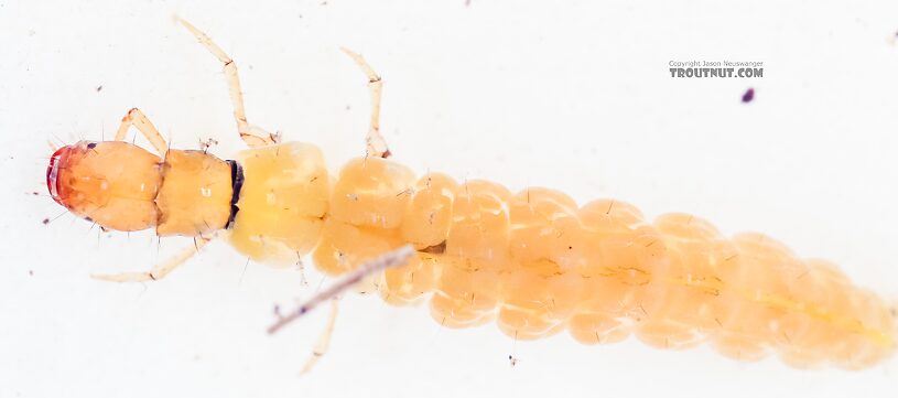 Dolophilodes (Medium Evening Sedges) Caddisfly Larva from the East Fork Big Lost River in Idaho