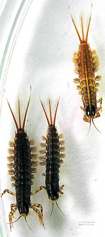 Isonychia bicolor (Mahogany Dun) Mayfly Nymph from the Namekagon River in Wisconsin