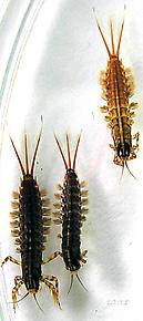 Isonychia bicolor (Mahogany Dun) Mayfly Nymph