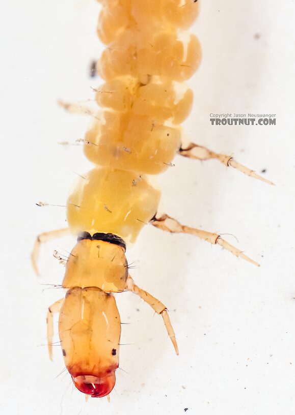 Dolophilodes (Medium Evening Sedges) Caddisfly Larva from the East Fork Big Lost River in Idaho