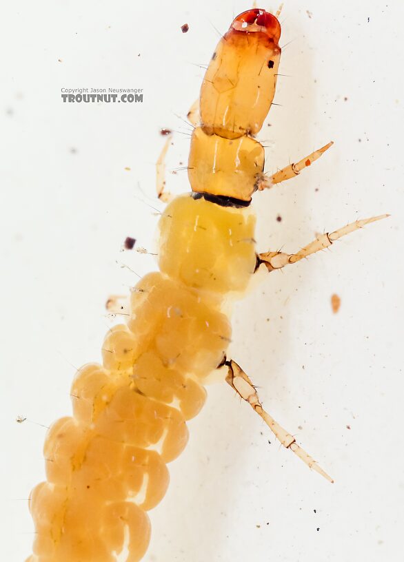 Dolophilodes (Medium Evening Sedges) Caddisfly Larva from the East Fork Big Lost River in Idaho