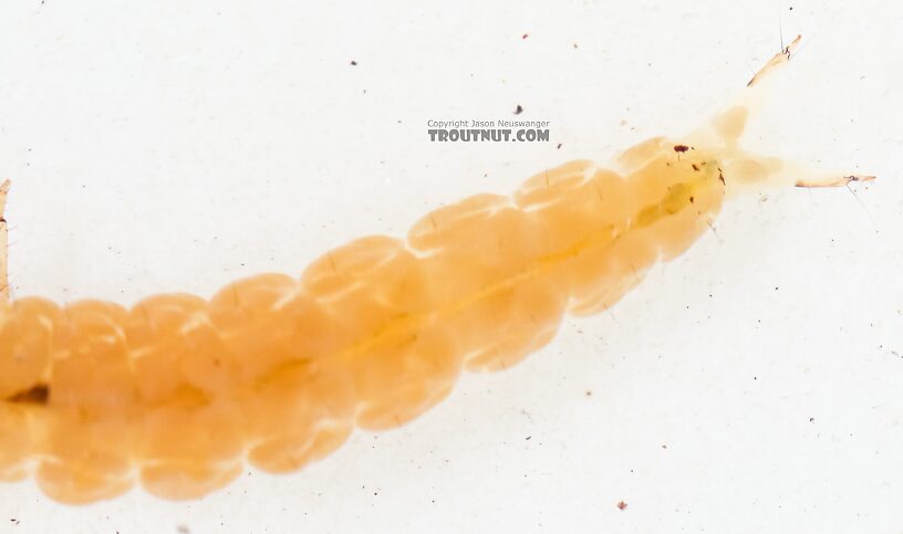 Dolophilodes (Medium Evening Sedges) Caddisfly Larva from the East Fork Big Lost River in Idaho