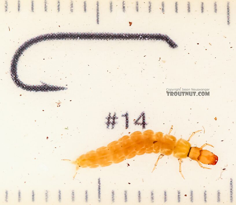 Dolophilodes (Medium Evening Sedges) Caddisfly Larva from the East Fork Big Lost River in Idaho