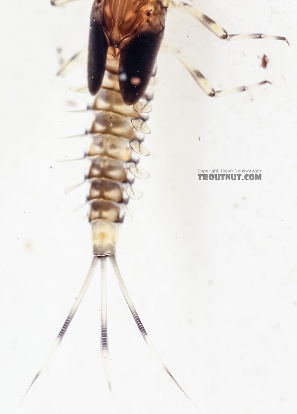 Baetis flavistriga (BWO) Mayfly Nymph from the East Fork Big Lost River in Idaho