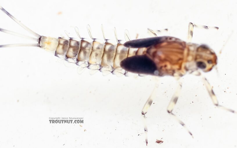 Baetis flavistriga (BWO) Mayfly Nymph from the East Fork Big Lost River in Idaho