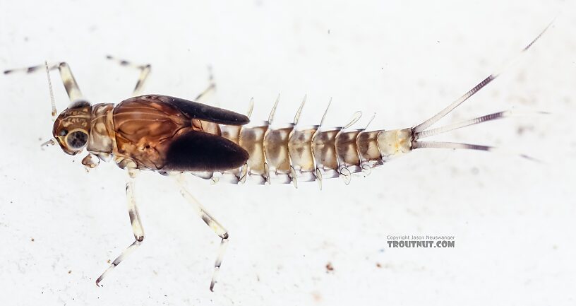 Baetis flavistriga (BWO) Mayfly Nymph from the East Fork Big Lost River in Idaho