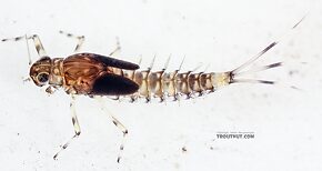 Baetis flavistriga (BWO) Mayfly Nymph