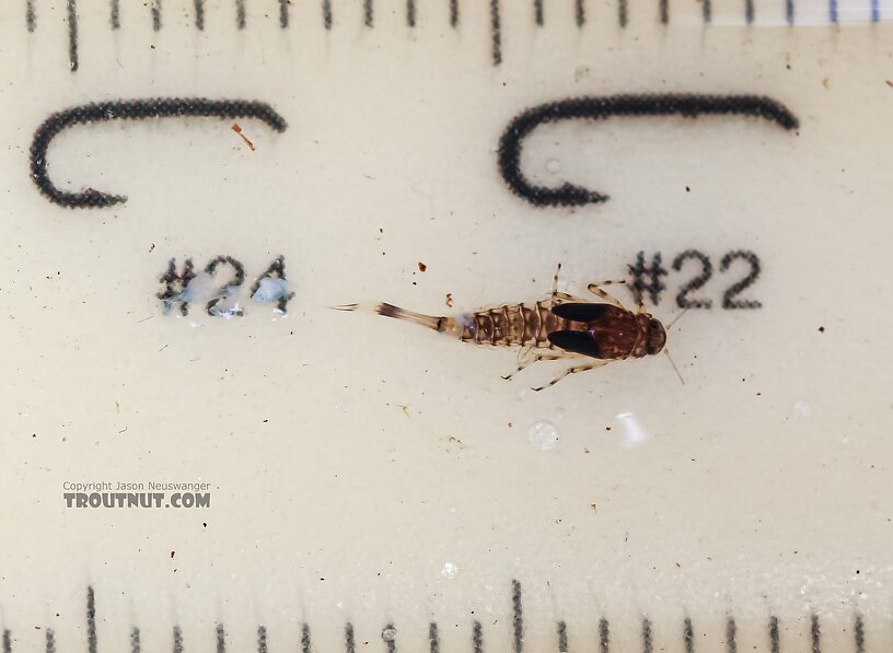 Baetis flavistriga (BWO) Mayfly Nymph from the East Fork Big Lost River in Idaho