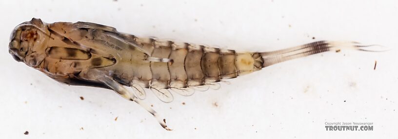 Baetis flavistriga (BWO) Mayfly Nymph from the East Fork Big Lost River in Idaho