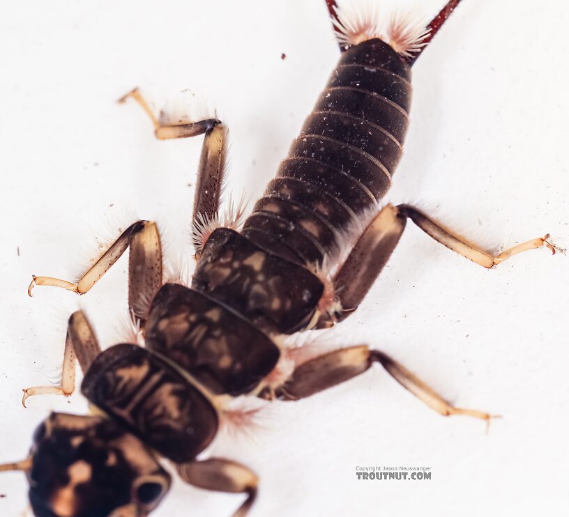 Hesperoperla pacifica (Golden Stone) Stonefly Nymph from the East Fork Big Lost River in Idaho