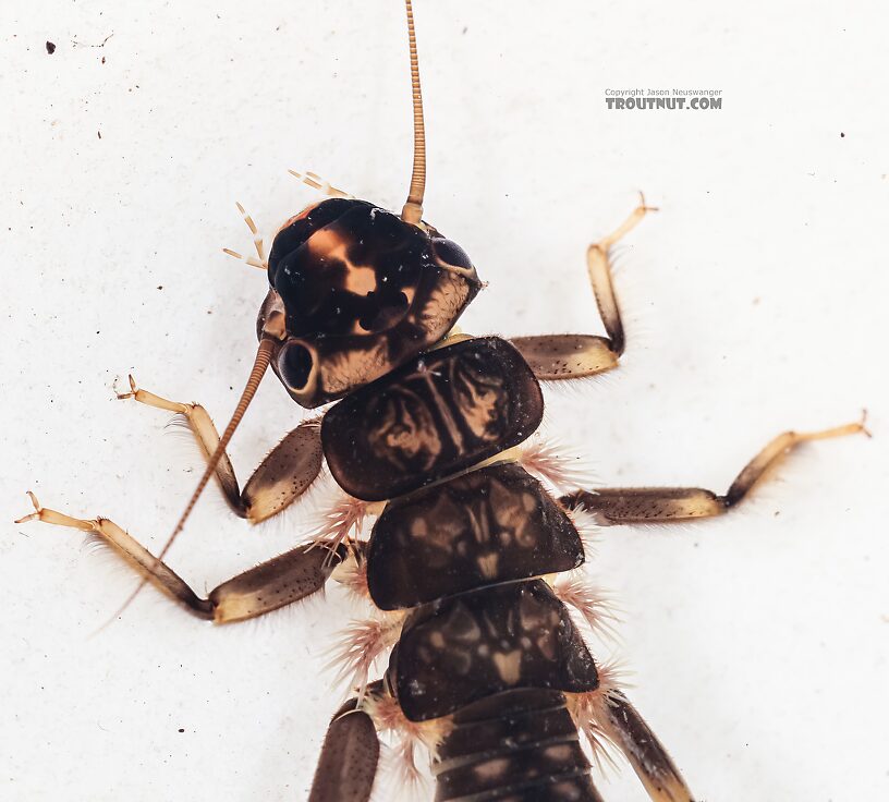 Hesperoperla pacifica (Golden Stone) Stonefly Nymph from the East Fork Big Lost River in Idaho