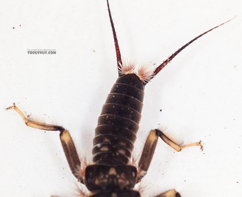 Hesperoperla pacifica (Golden Stone) Stonefly Nymph from the East Fork Big Lost River in Idaho