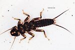 Hesperoperla pacifica (Golden Stone) Stonefly Nymph