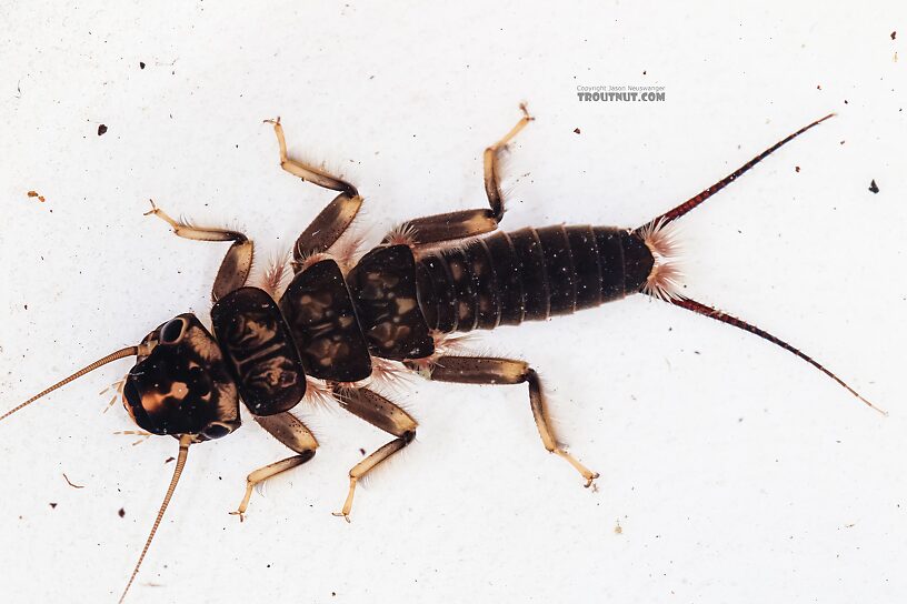 Hesperoperla pacifica (Golden Stone) Stonefly Nymph from the East Fork Big Lost River in Idaho