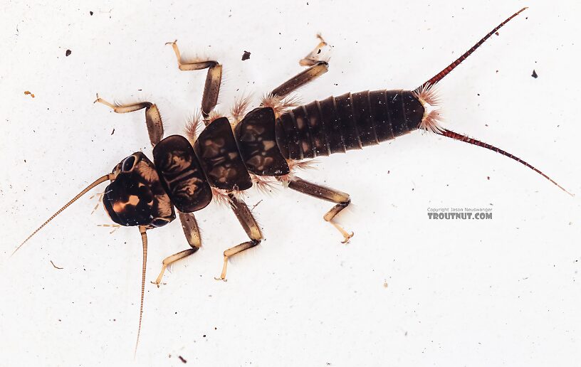 Hesperoperla pacifica (Golden Stone) Stonefly Nymph from the East Fork Big Lost River in Idaho