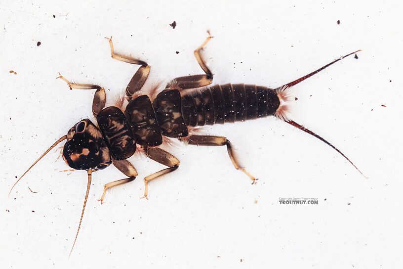 Hesperoperla pacifica (Golden Stone) Stonefly Nymph from the East Fork Big Lost River in Idaho