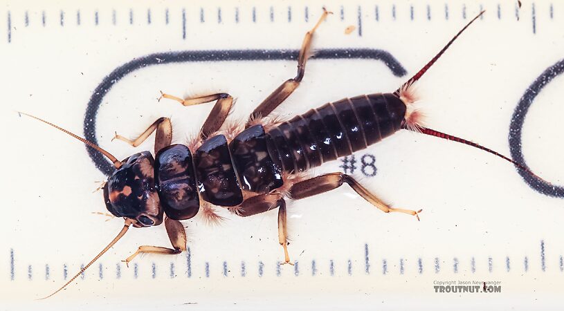 Hesperoperla pacifica (Golden Stone) Stonefly Nymph from the East Fork Big Lost River in Idaho