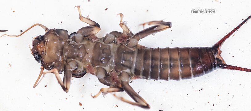 The nymph was out of the water in this picture, because it wouldn't stop wriggling and flip over.  Hesperoperla pacifica (Golden Stone) Stonefly Nymph from the East Fork Big Lost River in Idaho