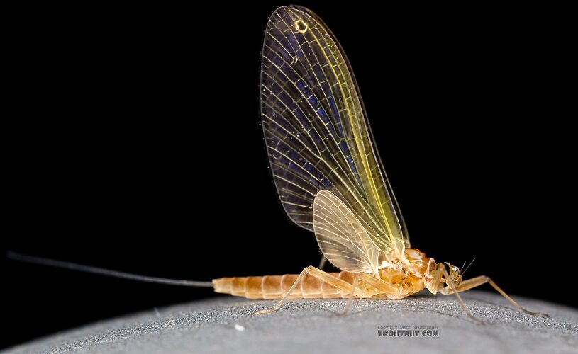 Female Cinygmula ramaleyi (Small Western Gordon Quill) Mayfly Dun from Star Hope Creek in Idaho