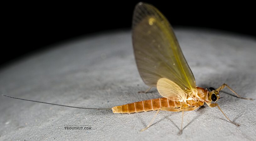 Female Cinygmula ramaleyi (Small Western Gordon Quill) Mayfly Dun from Star Hope Creek in Idaho