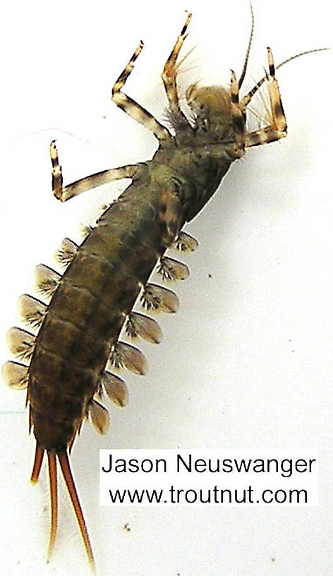 Isonychia bicolor (Mahogany Dun) Mayfly Nymph from the Namekagon River in Wisconsin