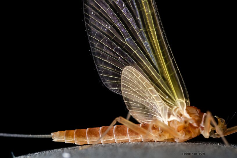 Female Cinygmula ramaleyi (Small Western Gordon Quill) Mayfly Dun from Star Hope Creek in Idaho