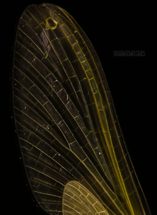 Female Cinygmula ramaleyi (Small Western Gordon Quill) Mayfly Dun from Star Hope Creek in Idaho