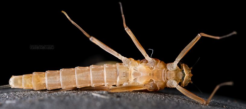 Female Cinygmula ramaleyi (Small Western Gordon Quill) Mayfly Dun from Star Hope Creek in Idaho