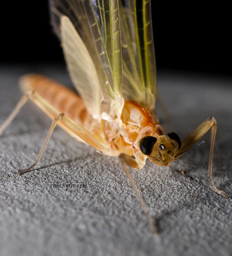 Female Cinygmula ramaleyi (Small Western Gordon Quill) Mayfly Dun from Star Hope Creek in Idaho