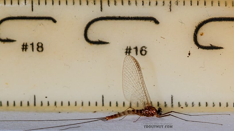 Male Cinygmula ramaleyi (Small Western Gordon Quill) Mayfly Spinner from Star Hope Creek in Idaho