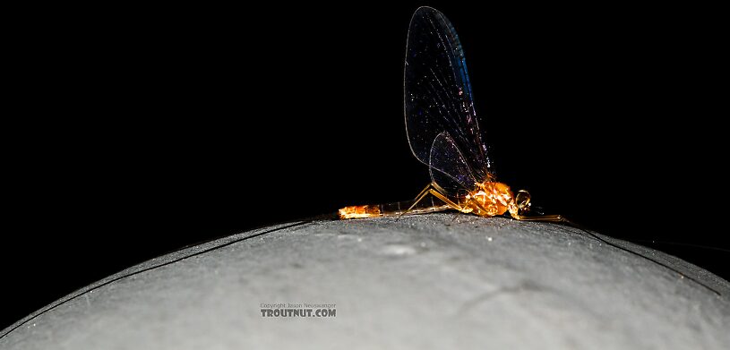 Male Cinygmula ramaleyi (Small Western Gordon Quill) Mayfly Spinner from Star Hope Creek in Idaho