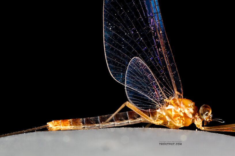 Male Cinygmula ramaleyi (Small Western Gordon Quill) Mayfly Spinner from Star Hope Creek in Idaho