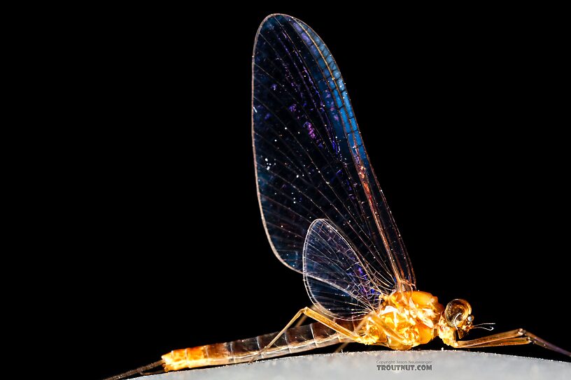 Male Cinygmula ramaleyi (Small Western Gordon Quill) Mayfly Spinner from Star Hope Creek in Idaho