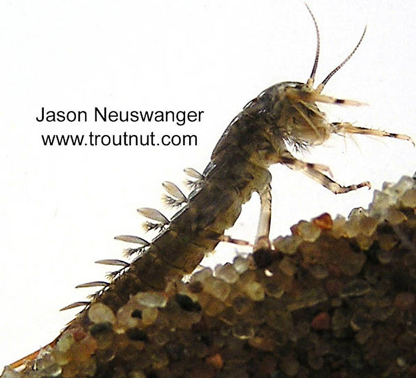 Isonychia bicolor (Mahogany Dun) Mayfly Nymph from the Namekagon River in Wisconsin