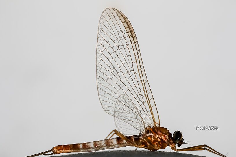 Male Cinygmula ramaleyi (Small Western Gordon Quill) Mayfly Spinner from Star Hope Creek in Idaho