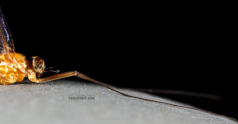 Male Cinygmula ramaleyi (Small Western Gordon Quill) Mayfly Spinner from Star Hope Creek in Idaho