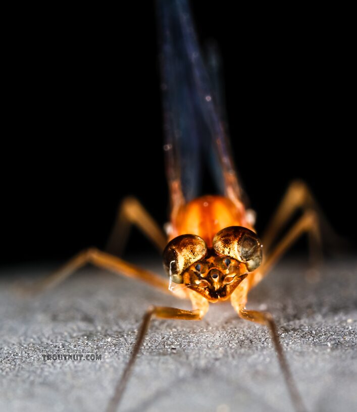 Male Cinygmula ramaleyi (Small Western Gordon Quill) Mayfly Spinner from Star Hope Creek in Idaho