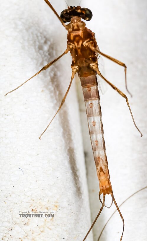 Male Cinygmula ramaleyi (Small Western Gordon Quill) Mayfly Spinner from Star Hope Creek in Idaho