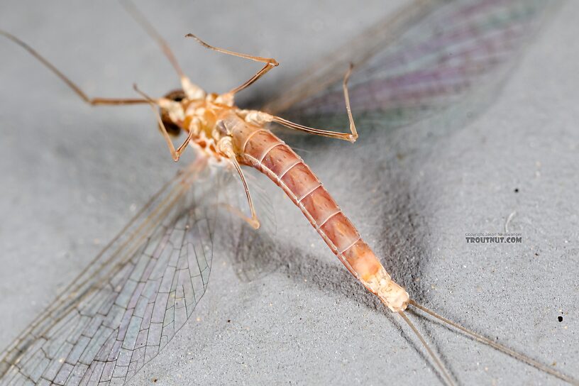 Female Cinygmula ramaleyi (Small Western Gordon Quill) Mayfly Spinner from Star Hope Creek in Idaho