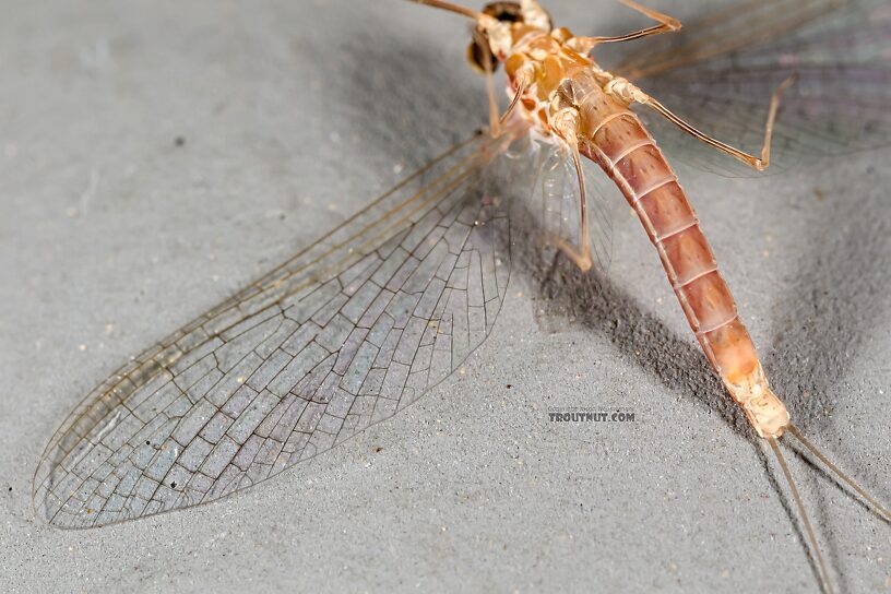 Female Cinygmula ramaleyi (Small Western Gordon Quill) Mayfly Spinner from Star Hope Creek in Idaho